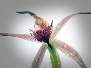 Caladenia caudata9